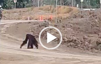 Un orang-outan sur le chantier d'une ovoie express à Bornéo Un orang-outan sur le chantier d'une ovoie express à Bornéo