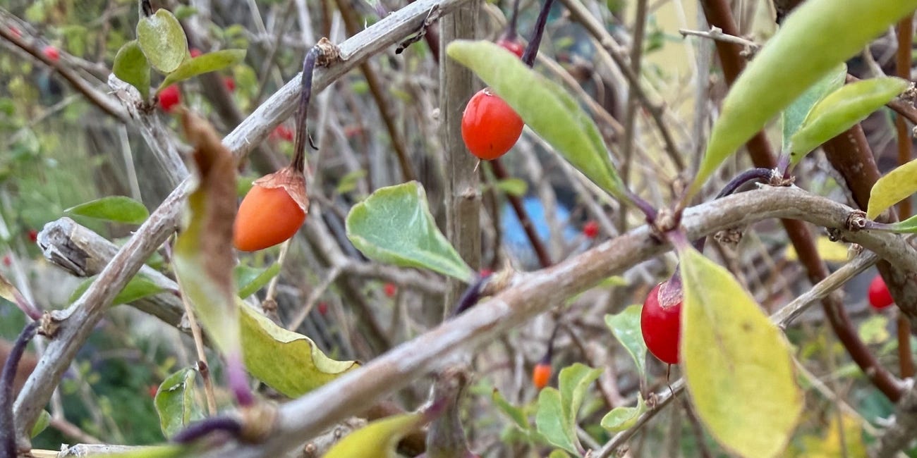 Goji (Lycium barbarum) research notes