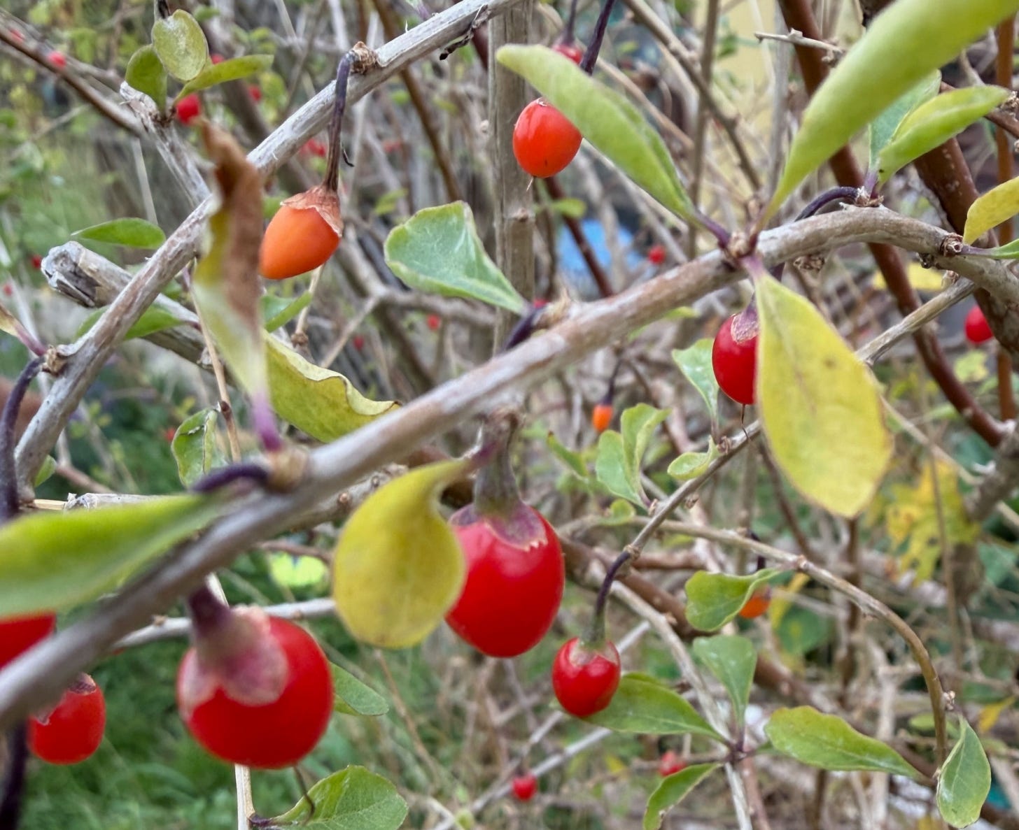 Brown goji stems with orange-red berries and oval leaves