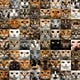 JustAnotherCat’s Substack