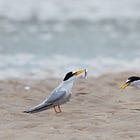 Terns thrive on Northumberland coast