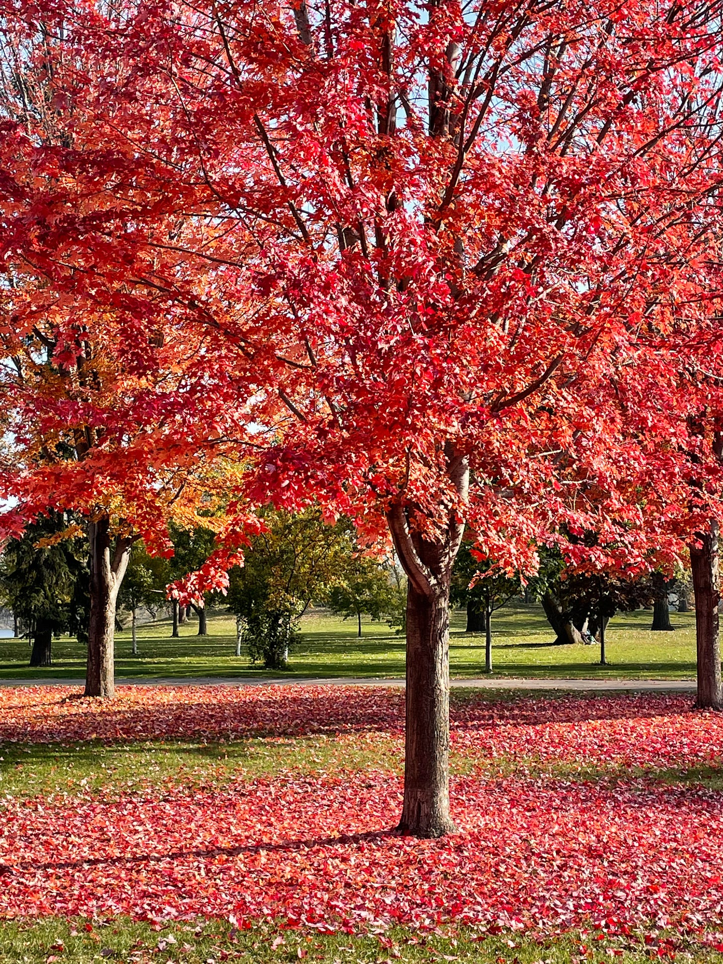 Brilliantly red maple tree with many of its leaves fallen to the ground around it.