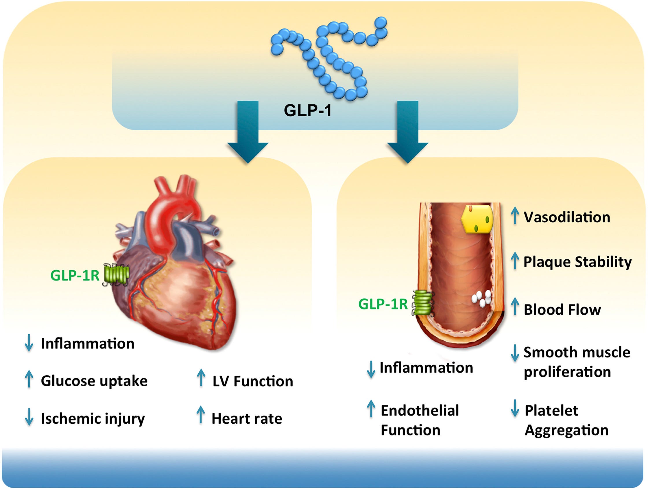 glp 1 increased heart rate GLP-1s are remarkable medications. Among their many benefits, they reduce attacks and death by ~12-14%. But with any medication there is always potential for side effects. For me one of the Ozempic for the Heart (Not