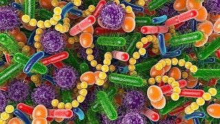 New research suggests gut bacteria influences how fast we age