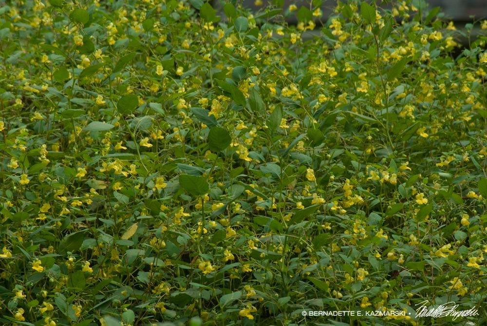 Jewelweed