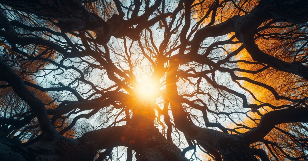 A low-angle view of intertwined tree branches against a bright sun, illuminating the sky in warm oranges and blues.
