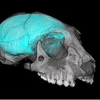 Primatology.net