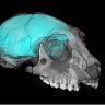 Primatology.net