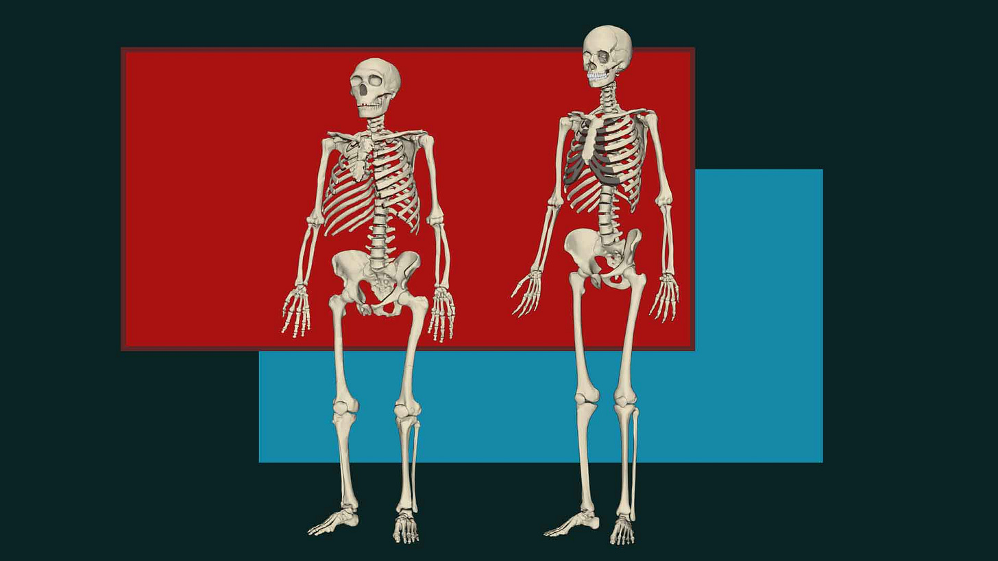 Neanderthal and modern human skeletons in front of color blocks Neanderthal and modern human skeletons in front of color blocks