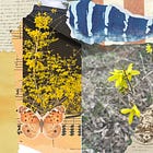 The Magical Uses of Forsythia