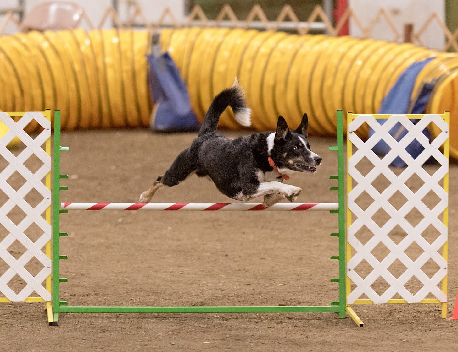 Dog taking an agility jump in full extension, looking ahead