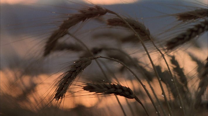 fb6ec-large_days_of_heaven_blu-ray5x