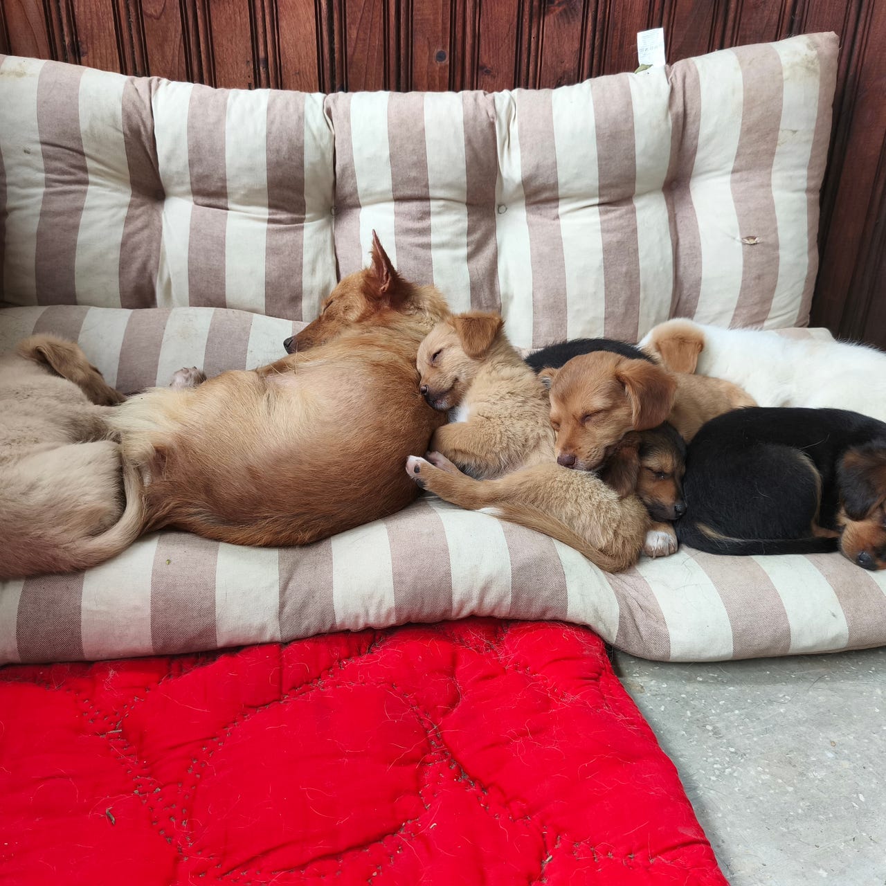 Charlie's Refuge: Saving Street Dogs