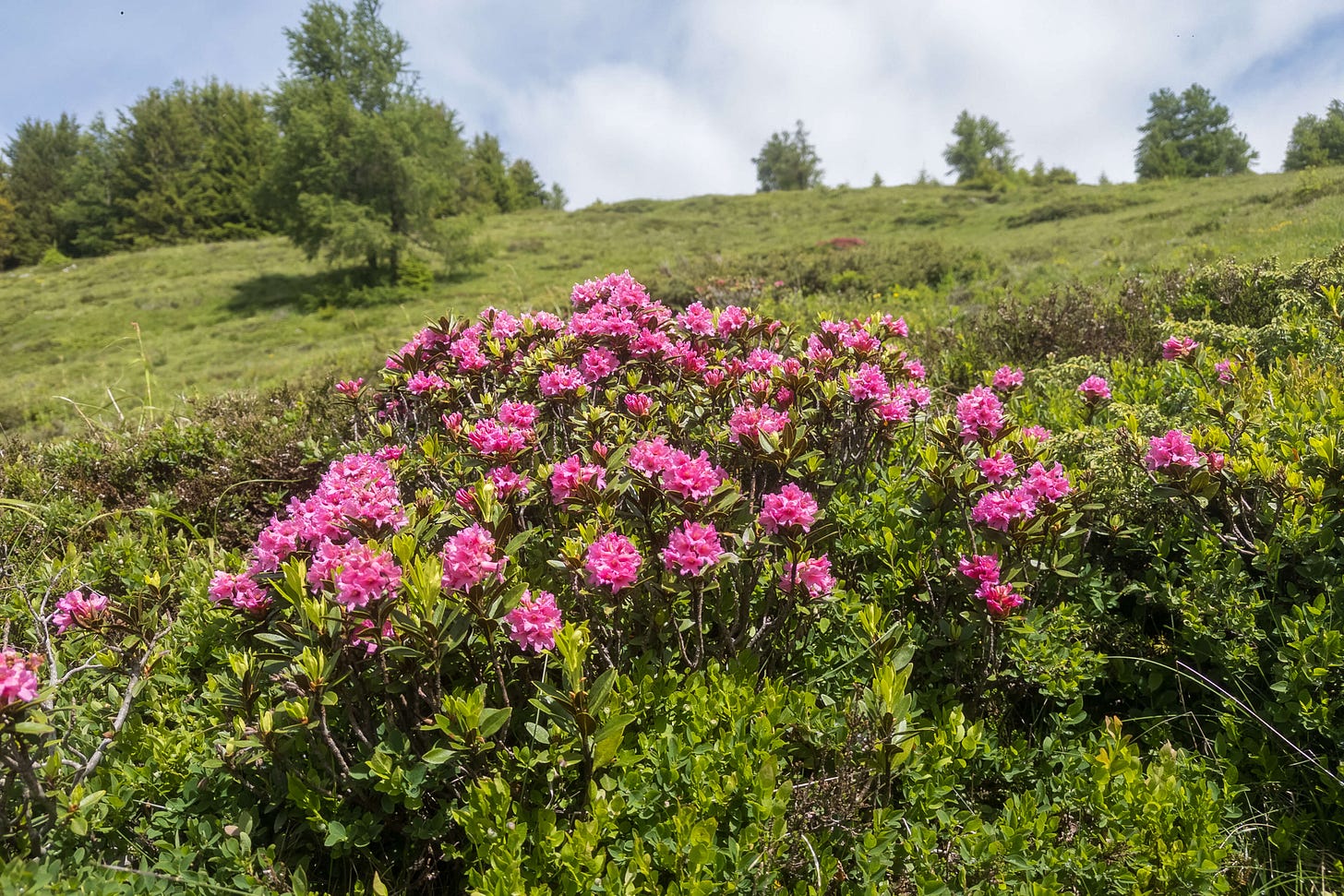 Alpenrosen auf der Alp dil Plaun. Alpenrosen auf der Alp dil Plaun.