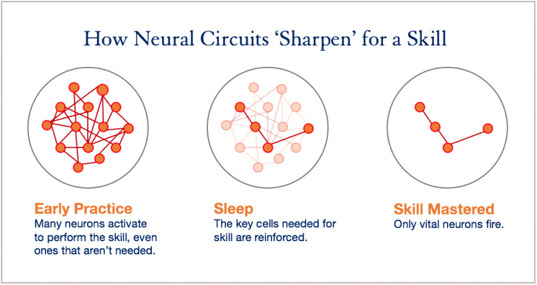 How Neural Circuits Shape the Brain: 1) Early Practice: Many neurons activate to perform the skill, even ones that aren’t needed. 2) Sleep: The key cells needed for skill are reinforced. 3) Skill Mastered: Only vital neurons fire.