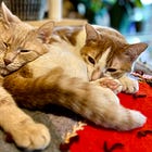The Sunday Paws: #6