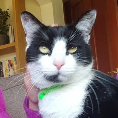 A gallery of photos of Victors black and white tuxedo face