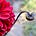 Deb Sherrer's avatar