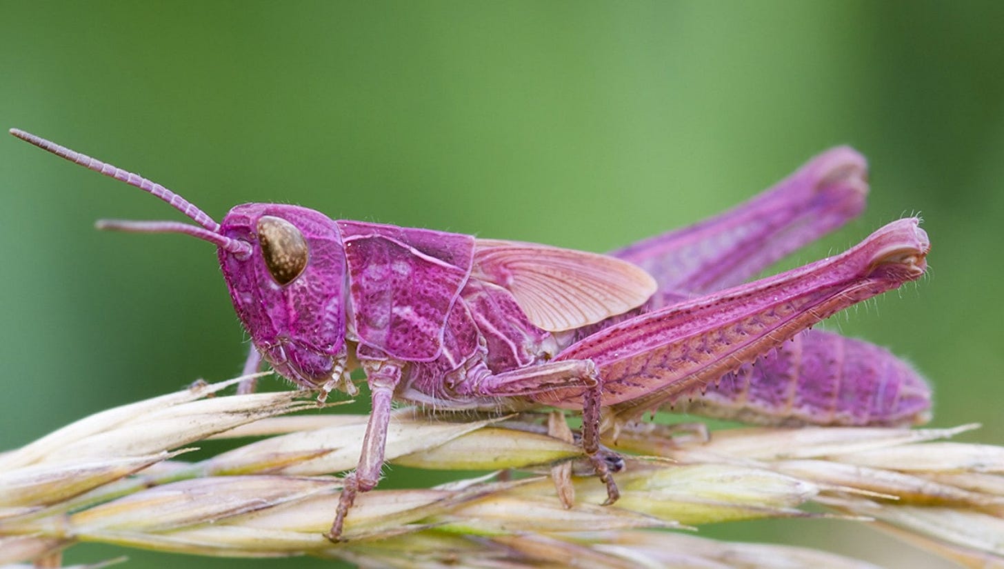 Avvistata in Galles una surreale cavalletta rosa: una persona ha circa l'1 per cento di probabilità di vedere una con i propri occhi - La Stampa Avvistata in Galles una surreale cavalletta rosa: una persona ha circa l'1 per cento di probabilità di vedere una con i propri occhi - La Stampa