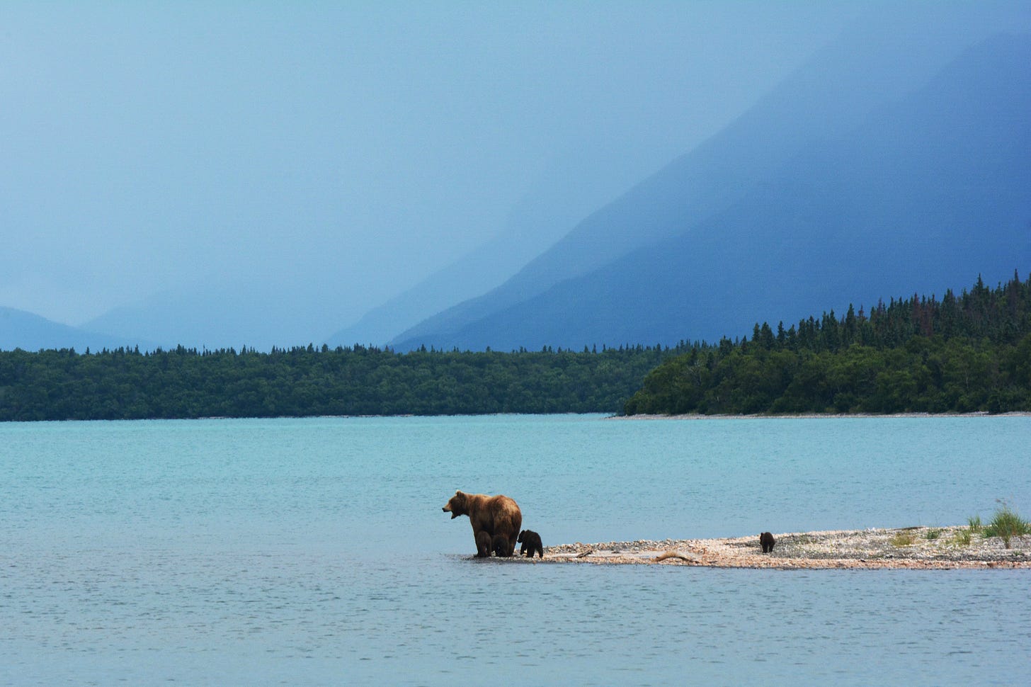 Picture of three bears
