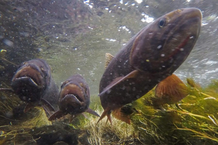Yellowstone Cutthroat Trout swimming in river