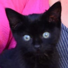 A gallery of 4 close up photos of Tigerlily and Heihei.