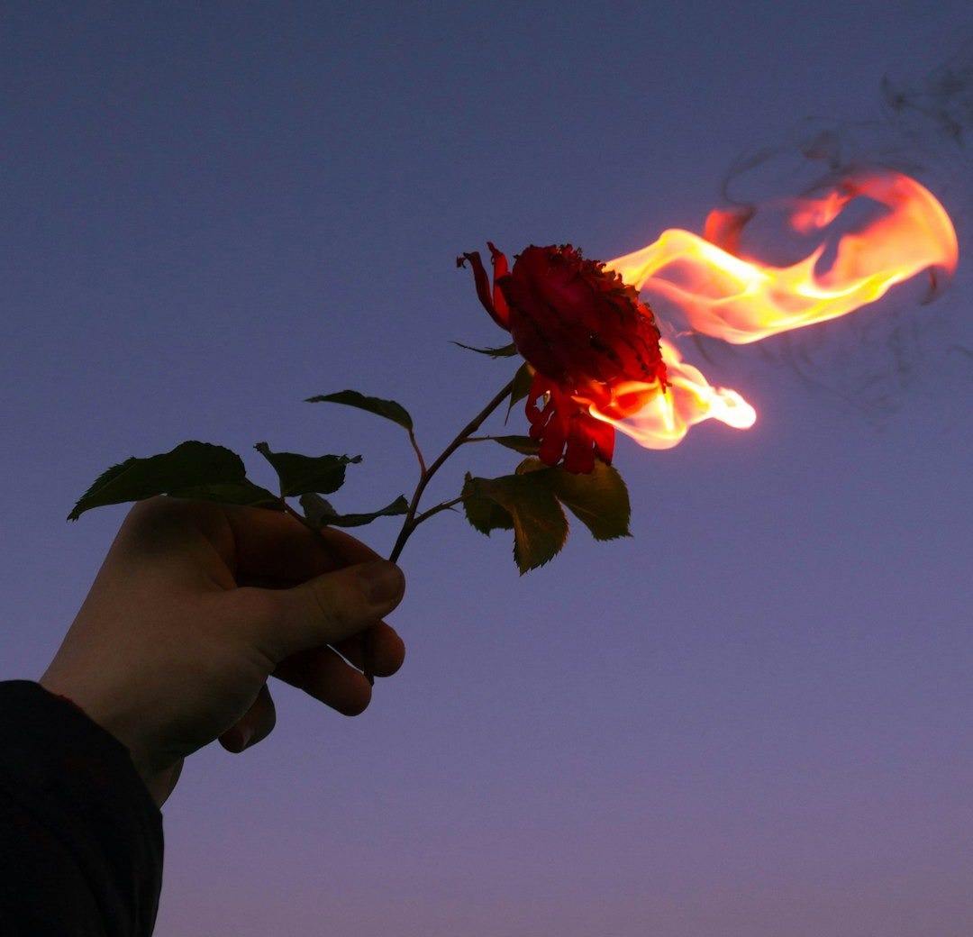 person holding red flower during sunset