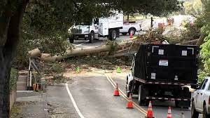 Bay Area storm damage: Fallen eucalyptus tree from wind storm blocks  cul-de-sac in Saratoga - ABC7 San Francisco