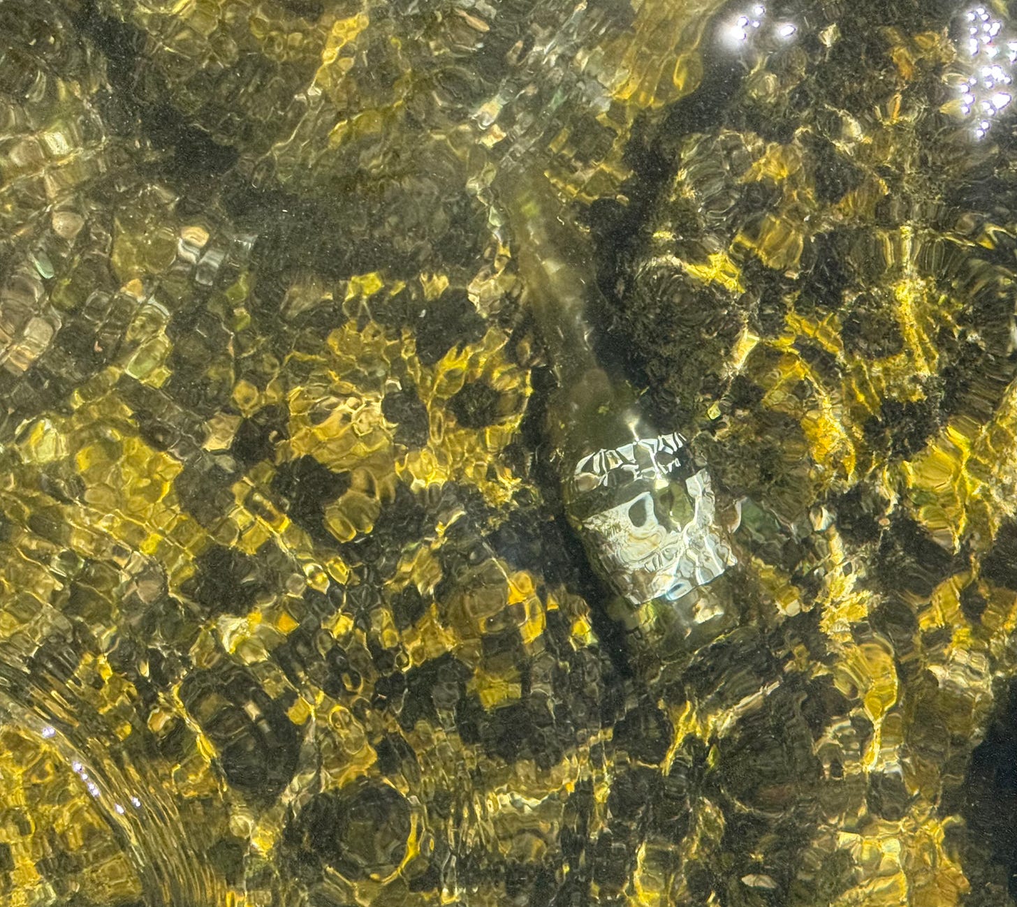 Bottle of Corona beer in glistening river water