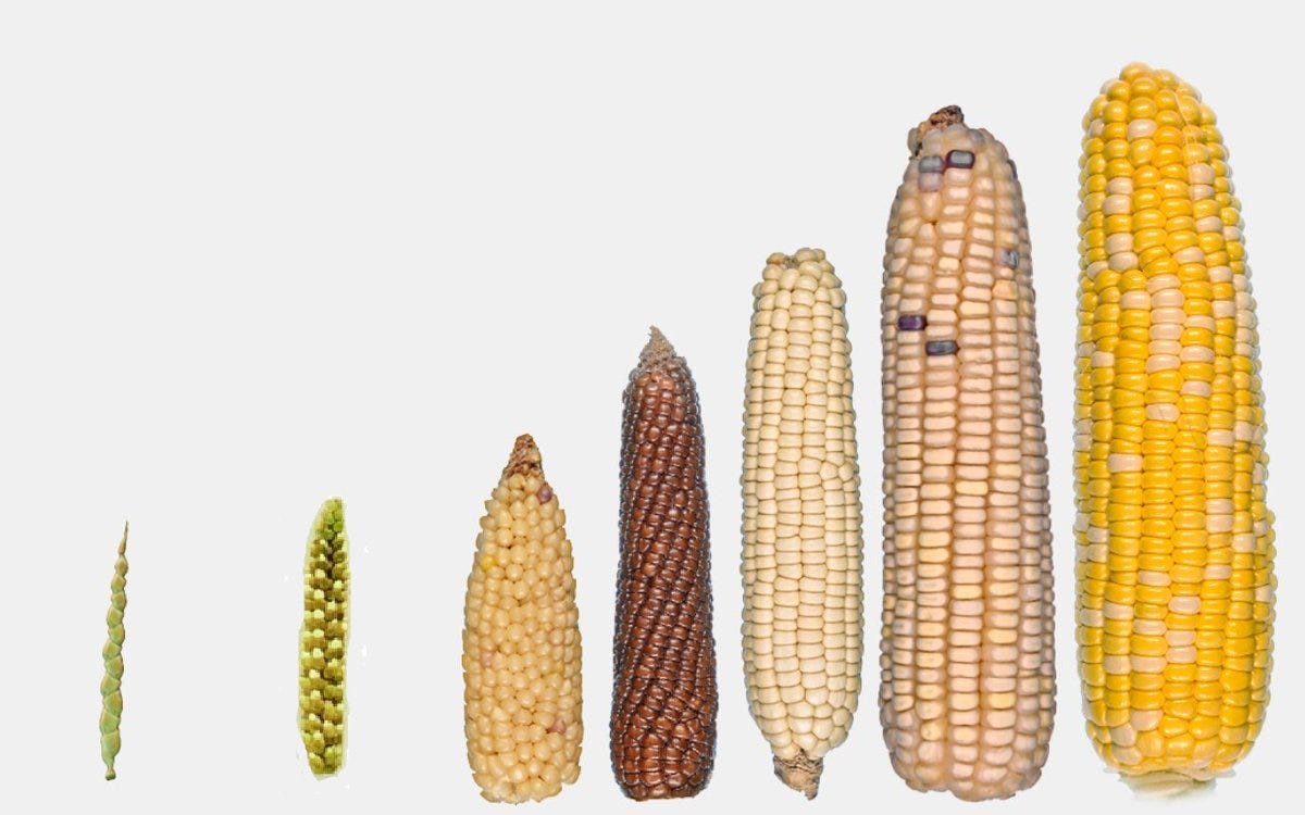 James Wong on Twitter: "@dan_at_unicity @buceoman Presenting corn's wild  ancestor (on the left). Not only a completely different species, but genus  to domesticated corn. 😉 https://t.co/27ehOYTTaV" / Twitter