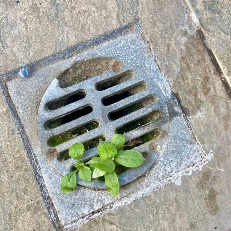 Artwork for Resilient’s Substack