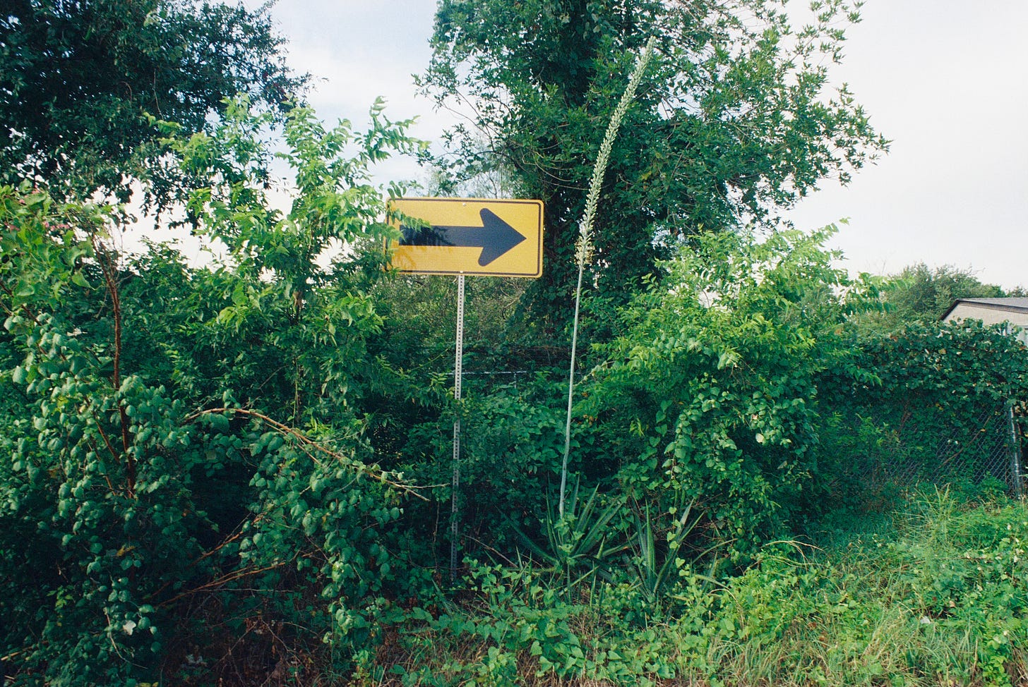 Thick foliage along a fence at the side of the road, with yellow traffic sign arrow pointing at flowering agave stalk next to it