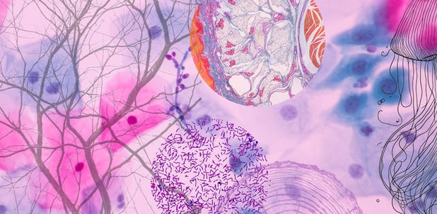 Collage in pink and purple with one orange accent—bare branches, a tissue cross-section, clustered microbes, and fine line illustrations—on medicine, the wellness industry, and learning to read your own body.