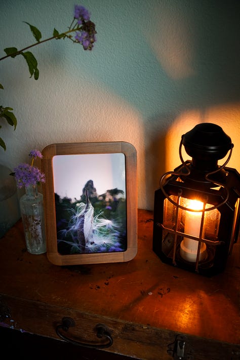 a variety of framed prints taken in the garden