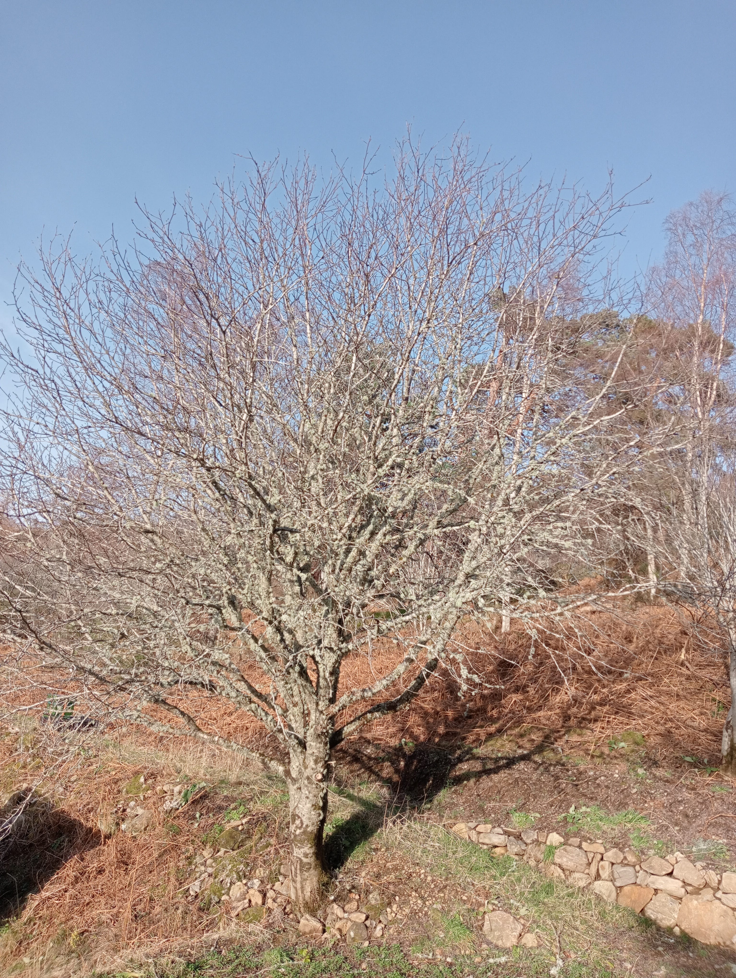Rowan Tree Distribution The Resilient Rowan or Mountain Ash