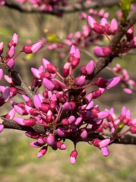 Floraporn in all its red & purple beauty...