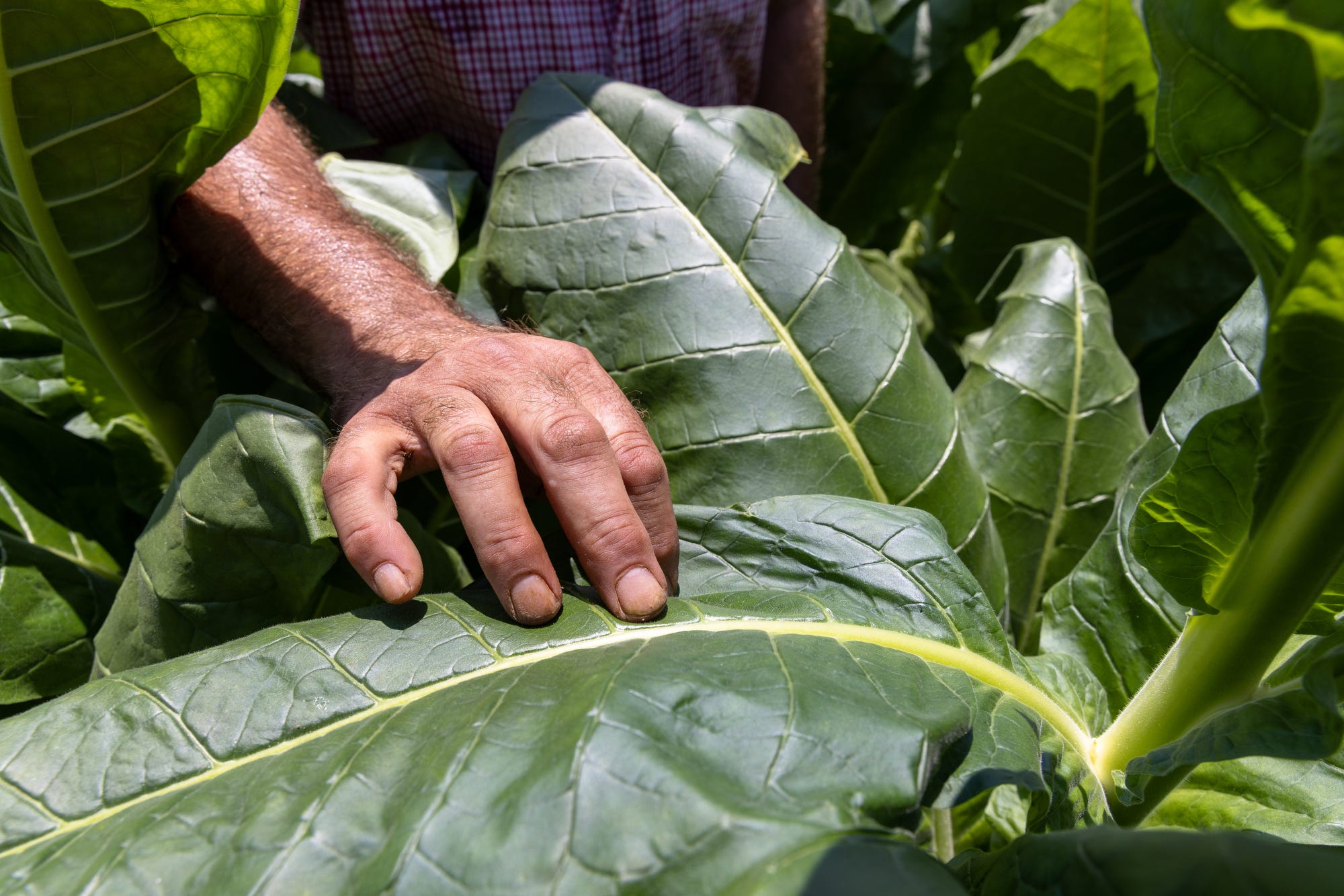 missouri tobacco Midwestern Nice: Disappearing tobacco fields