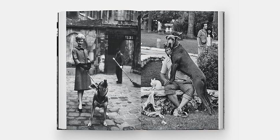 DogDogs