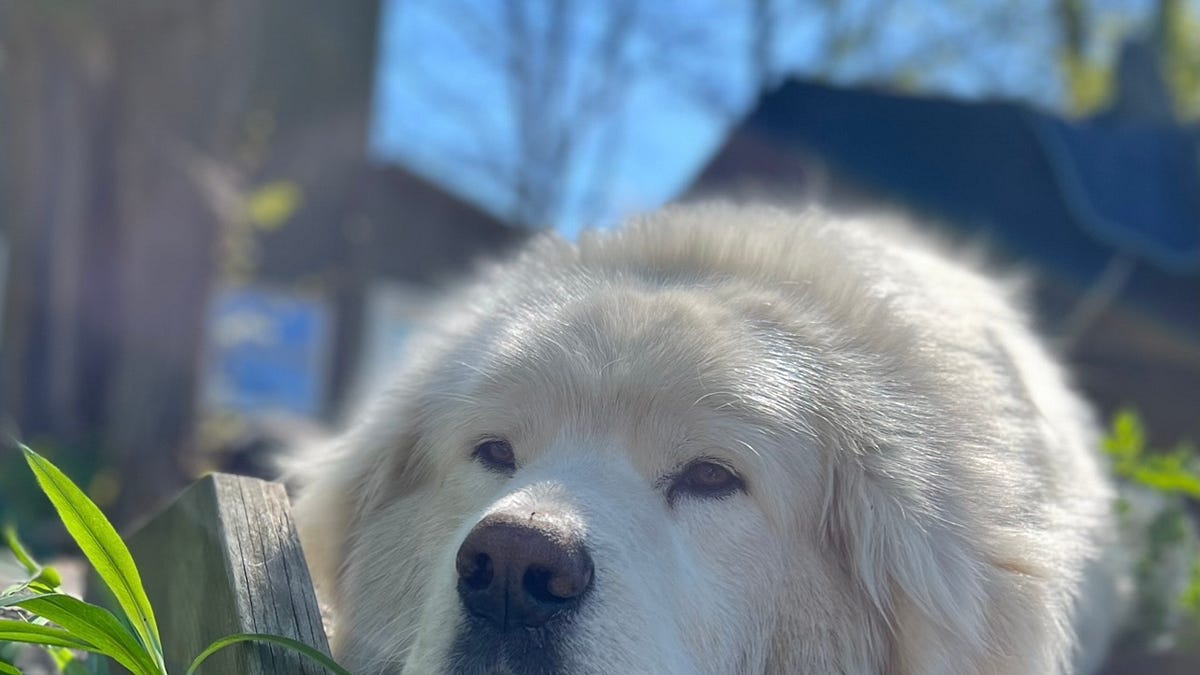 Farm Dog - by Larissa Phillips - Larissa’s Substack