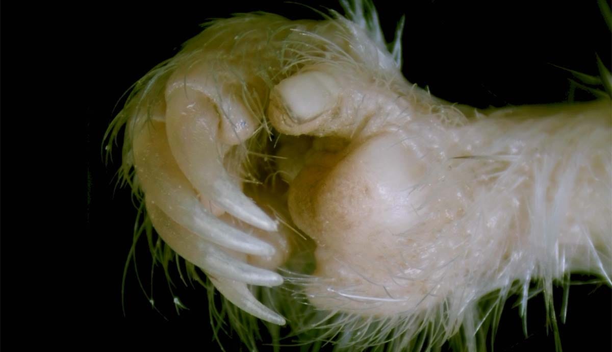 A close-up on the hand of a kangaroo rat, showing a clear thumbnail next to four claws on its fingers. A close-up on the hand of a kangaroo rat, showing a clear thumbnail next to four claws on its fingers.