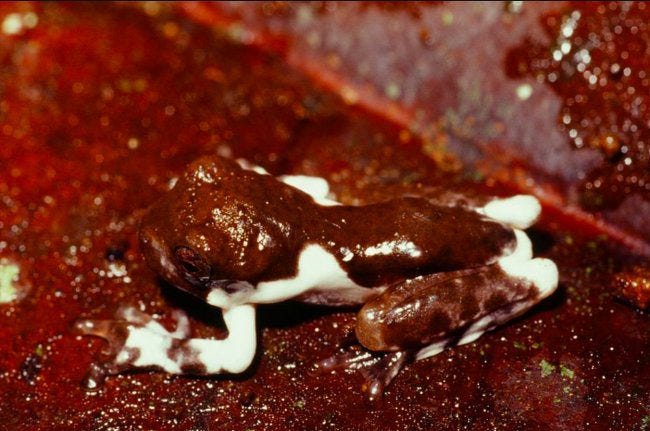 Le têtard d'une nouvelle espèce de grenouille découverte en Papouasie Le têtard d'une nouvelle espèce de grenouille découverte en Papouasie
