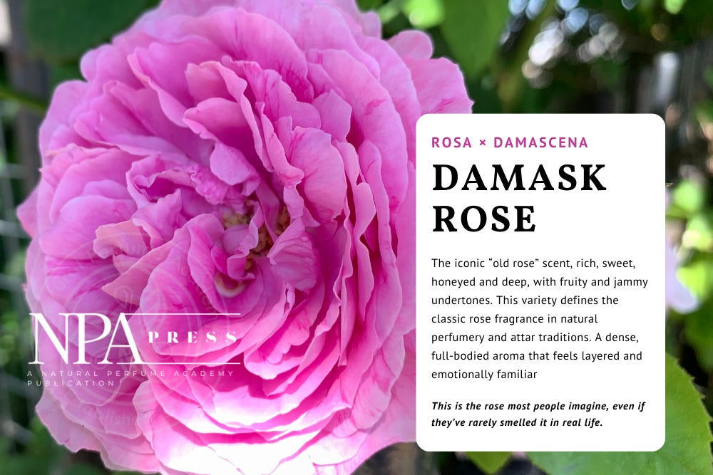 Fragrance Science Roses Why a Rose Doesn’t Always Smell Like “Rose”