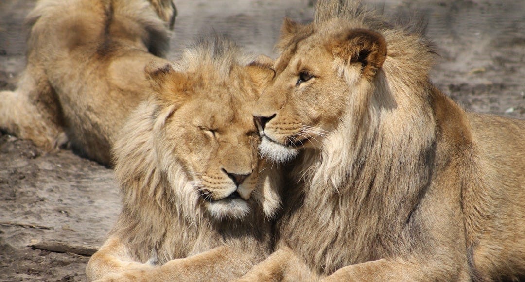 two lion laying on ground two lion laying on ground