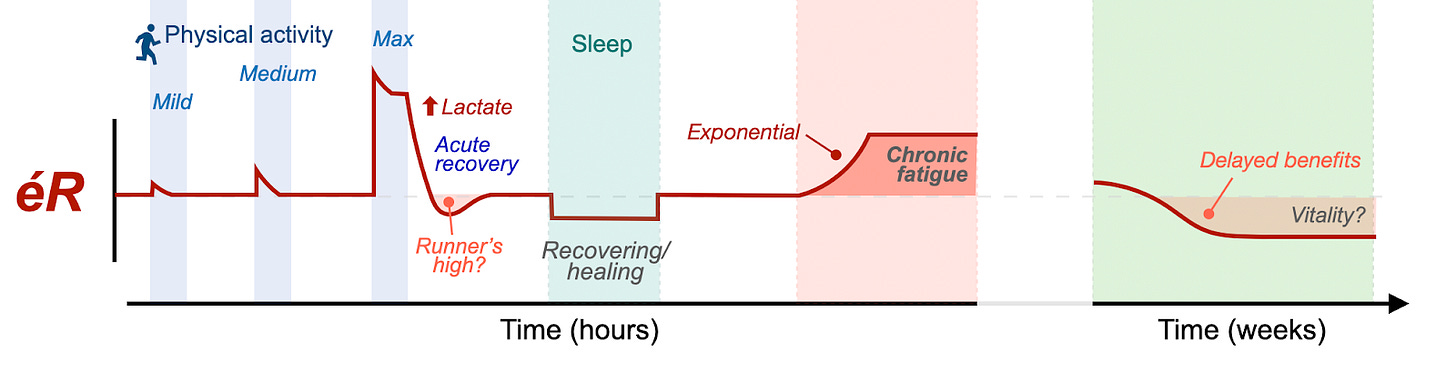 A figure showing how energy resistance rises during physical activity and returns to baseline during recovery. Sleep is a state of particularly low resistance where deep recovery and healing can occur. If high-resistance states are maintained for too long, this may result in chronic fatigue or other disease states.