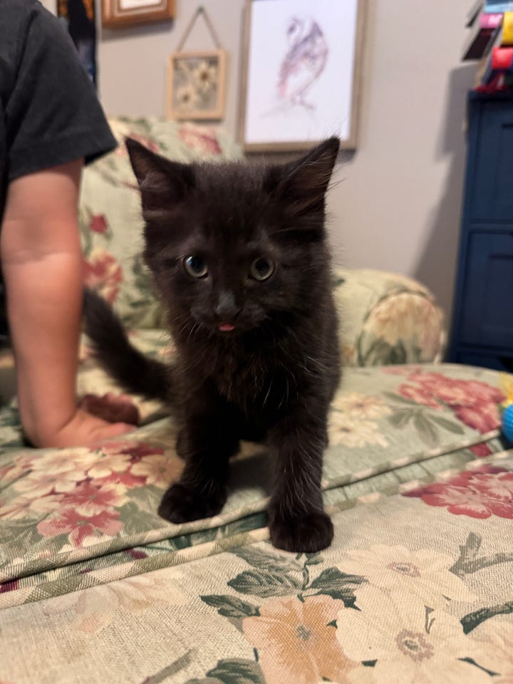 A black kitten