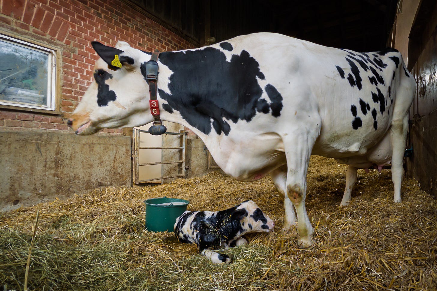 Eine schwarz-weisse Holstein-Kuh steht in einer mit Stroh eingestreuten Abkalbebox neben ihrem frisch geborenen Kalb. Das noch nasse Kälbchen liegt im Stroh vor der Mutter, während die Kuh mit Halsband und Ohrmarke schützend daneben steht; im Hintergrund sind Ziegelwand, Stallfenster und ein Eimer zu sehen.