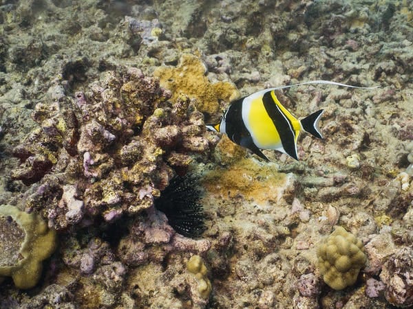 Beautiful fish seen snorkeling off Waikiki