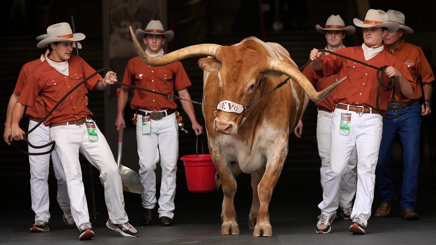 Texas Longhorns mascot Bevo XV has new sister named after Sugar Bowl Texas Longhorns mascot Bevo XV has new sister named after Sugar Bowl