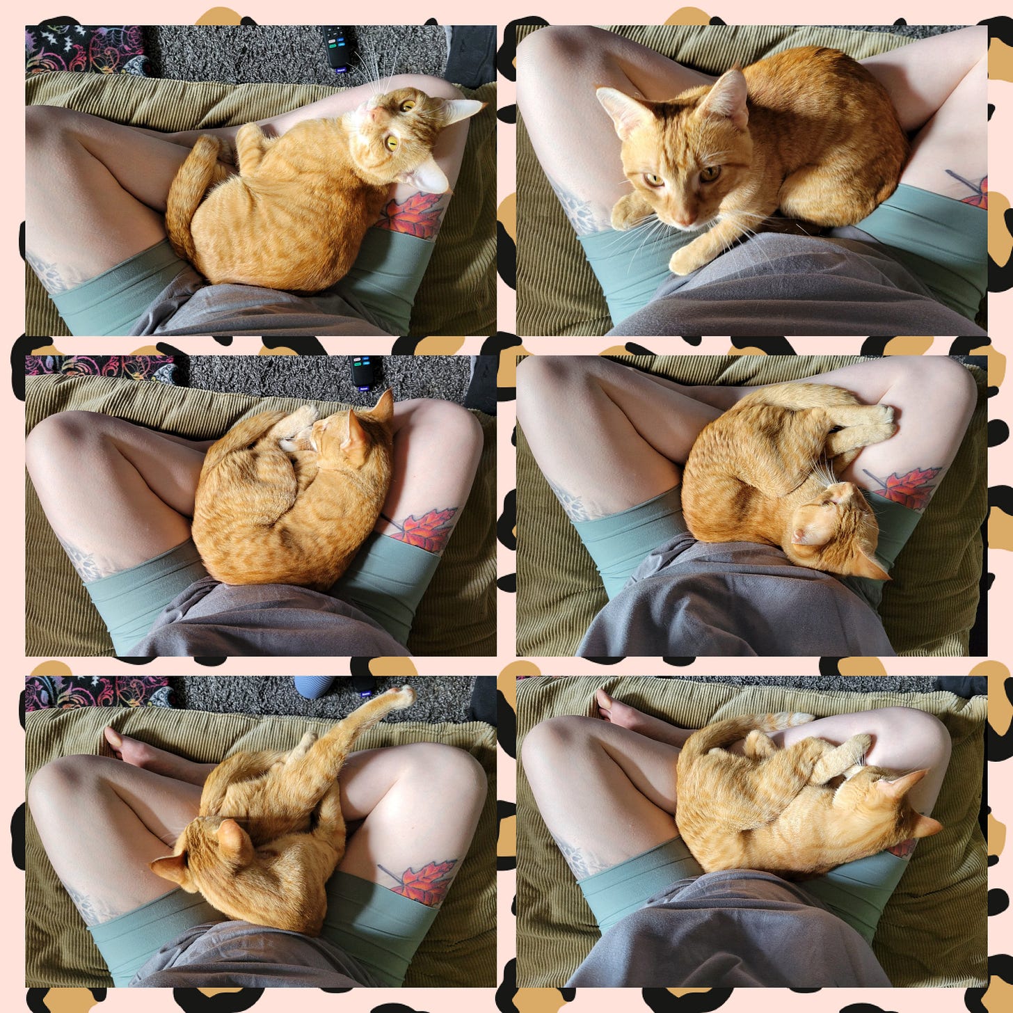 A six photo collage of an orange tabby cat hanging out in a pale person's lap.