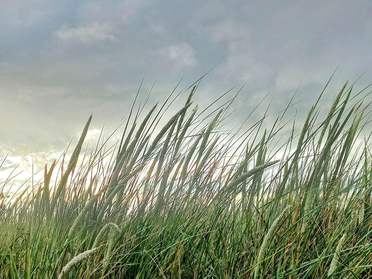 Wind blown grass on the sand dunes